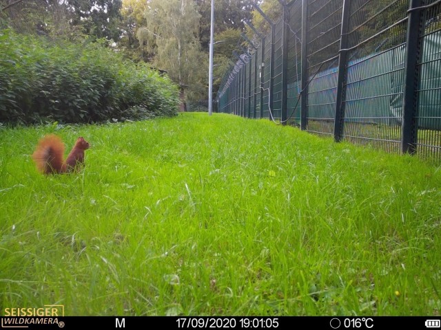 A squirrel has approached the fence at one of U.S. Army Garrison Benelux's Army prepositioned stock sites Sept. 17, 2020. (U.S. Army photo courtesy of Environmental Division, Directorate of Public Works, USAG Benelux)