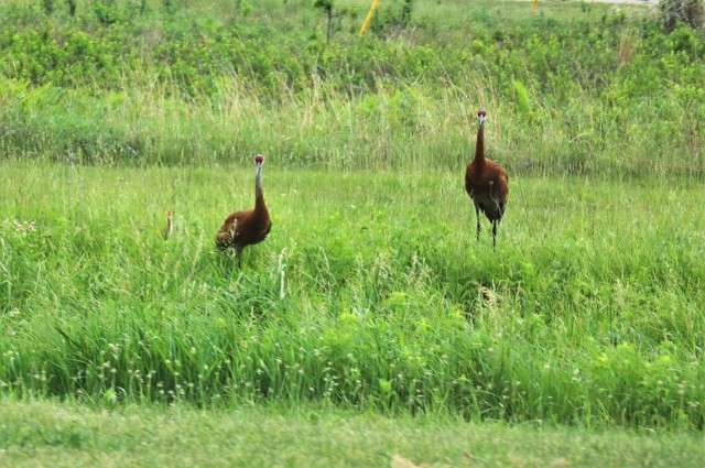 Sandhill cranes and their young are shown June 11, 2021, on the cantonment area at Fort McCoy, Wis. The sandhill crane (Antigone canadensis) is a species of large crane of North America and extreme northeastern Siberia. The common name of this...