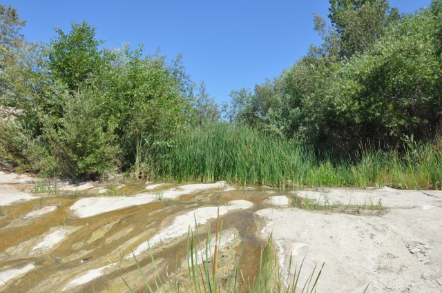 As seen from the riverbed, July 1, 2021, the watershed of the Santa Paula River is choked with plant life. The U.S. Army Corps of Engineers Los Angeles District and Ventura County Watershed District met in the riverbed to discuss projects past and...