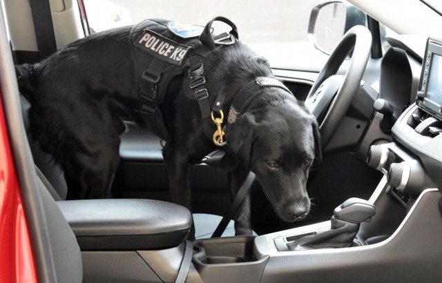 Parker, a K-9 narcotics detection dog with the Santa Cruz Police Department, practices searching vehicles during vehicle interdiction training at the Stilwell Community Center, Ord Military Community, July 13.