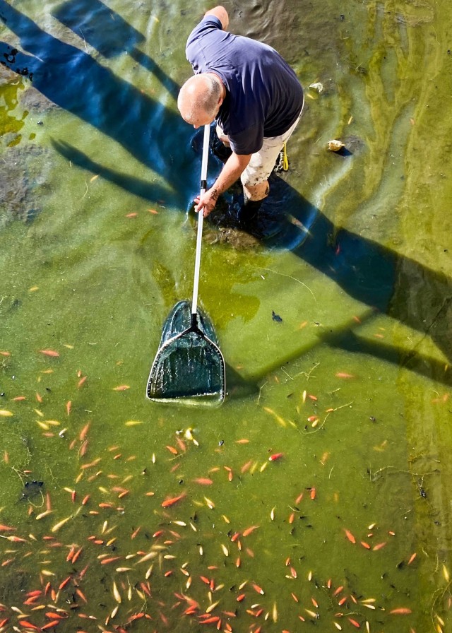 Lutz Andres scoops goldfish from the water basin near the military wash rack on Rhine Ordnance Barracks, U.S. Army Garrison Rheinland-Pfalz, Germany July 21. Andres and a colleague rescued thousands of fish from the contaminated water and placed them in an artificial pond.