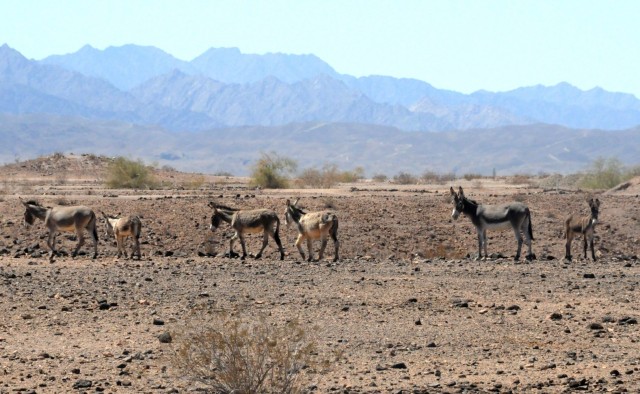 Among the multiple species found within U.S. Army Yuma Proving Ground’s over 1,300 square miles of range space are wild horses and burros, well known to all YPG personnel who spend their days in the field testing equipment. Aside from favorable...