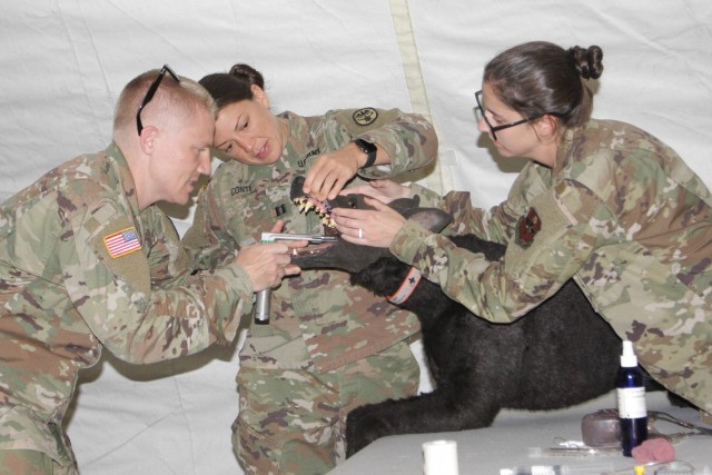 Physicians completing their Emergency Medicine internship at BAMC experience the challenge of examining a Military Working Dog that may have been injured along with its human handler. "Diesel Dog" is a remotely controlled training manikin that was at the exercise to give the physicians some experience with K-9 patients, not their normal clientel, but also possibly wounded and no veterinarian available in remote areas. The BAMC Emergency Medicine Exercise gives the physicians an awareness of practicing medicine in remote areas of the world. (U.S. Army photo by John T. Franklin, III)