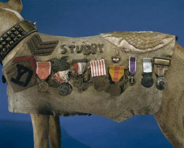 Sergeant Stubby&#39;s jacket on display, featuring his Purple Heart, among other decorations.