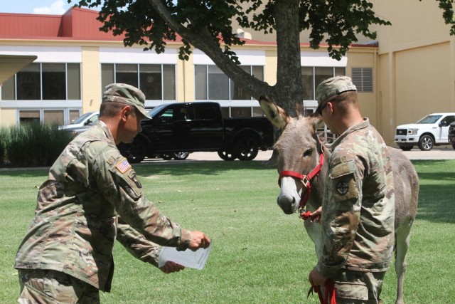 Staff Sgt. Dustin Hinkley administers a letter of counseling acknowledging that Big Deuce VIII successfully completed the Field Artillery Basic Leader Course July 29, 2021, at Fort Sill, Oklahoma. Sgt. Big Deuce VIII is one of two mascots for A...