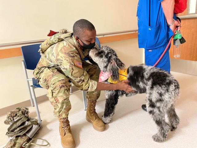 Martin Army Community Hospital's newest therapy dog Heidi visits with Spc. Jordan Lair as he waits for a friend in the Emergency Department.