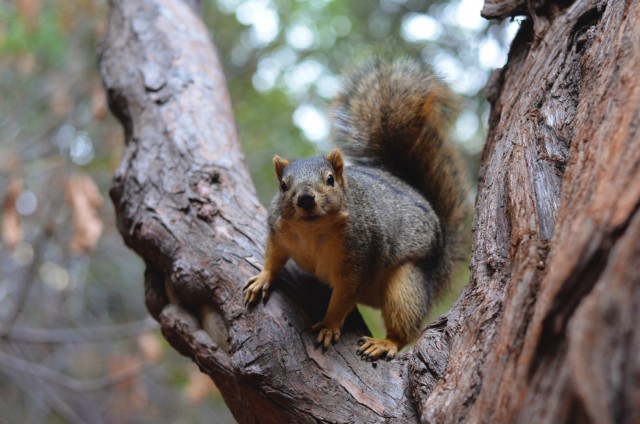 With Army funding, researchers at University of California, Berkeley study the split-second decisions squirrels make as they jump to guide the development of more of agile robots.