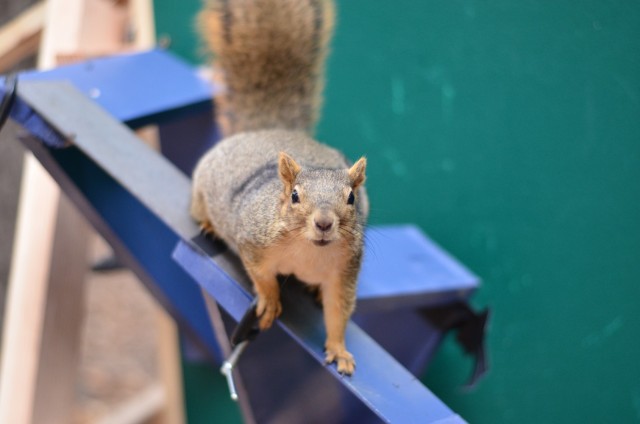 Understanding how squirrels learn the limits of their agility can help scientists design autonomous robots that can nimbly move through varied landscapes to help with military missions.
