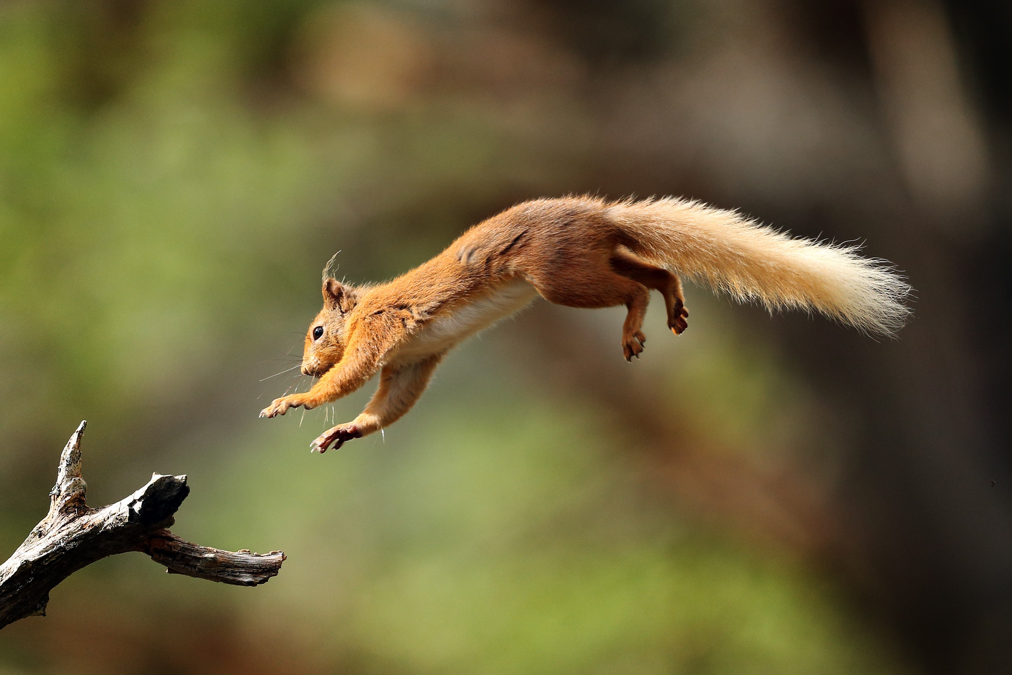 Leaping squirrels could help scientists develop more agile robots | Article  | The United States Army