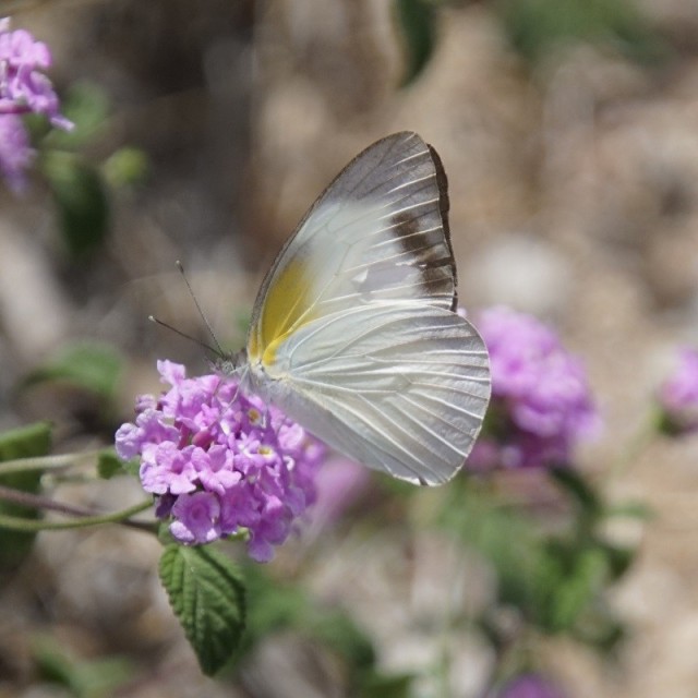 Female nectaring on purple trailing lantana.