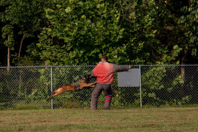 Dogs practice chasing down and attacking suspects at the 905th Military Police Detachment training facility during a multi-agency training seminar Aug. 2-5, 2021.