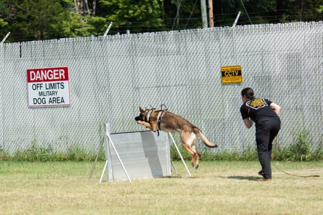 Part of the Advanced Bite Building seminar at Fort Knox included training dogs to scale obstacles to get to suspects.