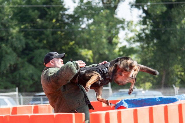 A K-9 working dog leaps over a barrier to attack a handler during the Advanced Bite Building seminar Aug. 2-5, 2021 at Fort Knox.