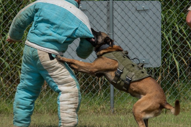 Dogs practice chasing down and attacking suspects at the 905th Military Police Detachment training facility during a multi-agency training seminar Aug. 2-5, 2021.