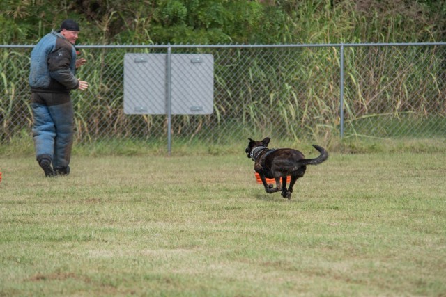 Dogs practice chasing down and attacking suspects at the 905th Military Police Detachment training facility during a multi-agency training seminar Aug. 2-5, 2021.
