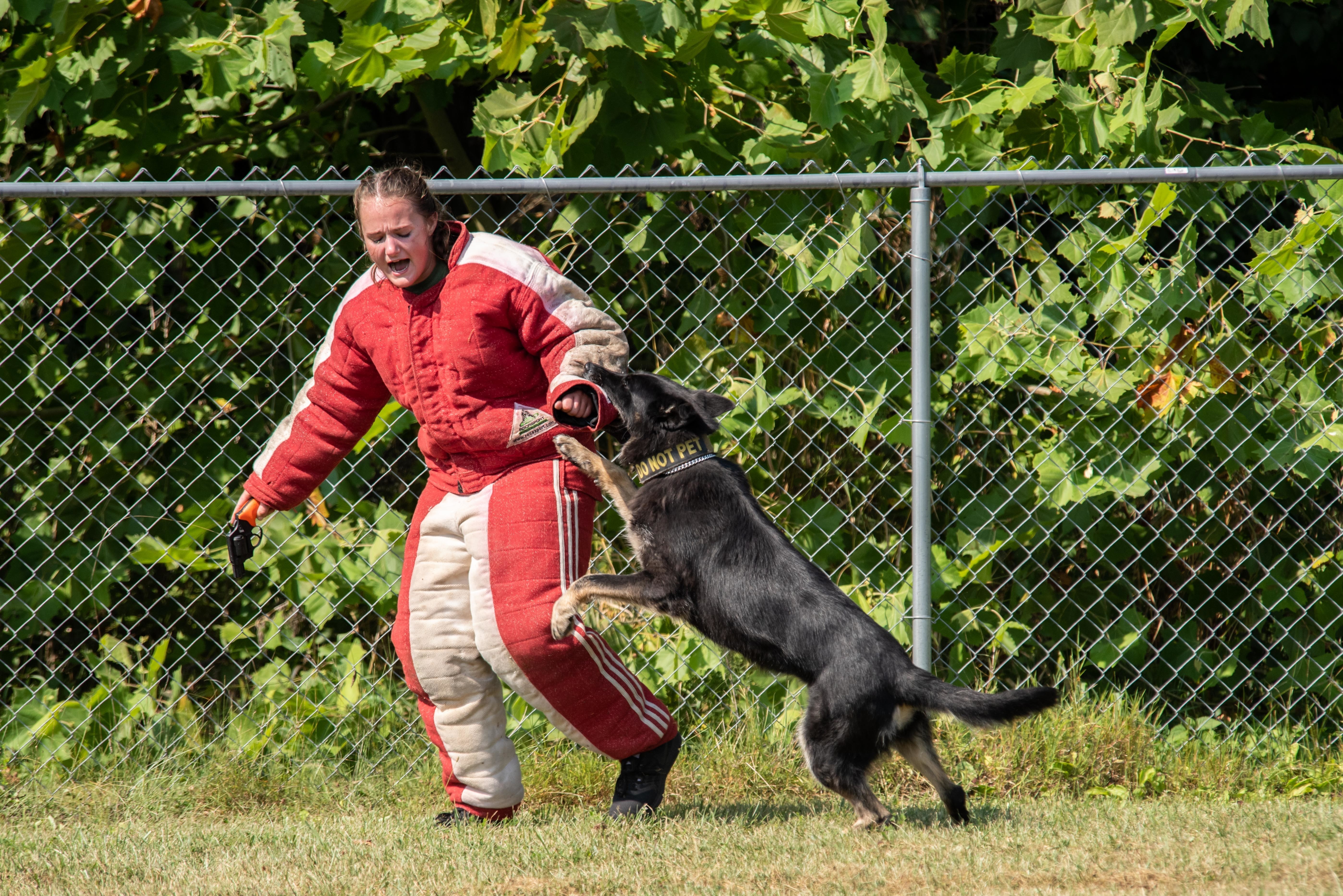 can dogs be trained not to bite