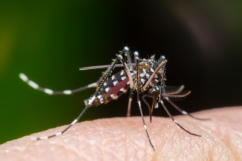 Gene editing could render mosquitos infertile, reducing disease spread
