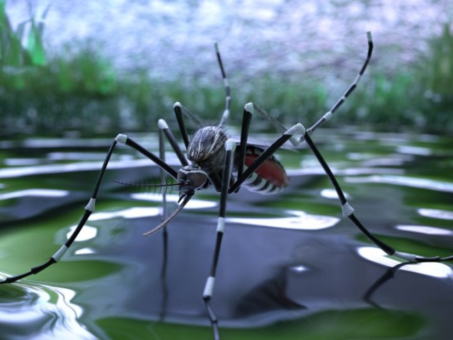 
Gene editing could render mosquitos infertile, reducing disease spread
