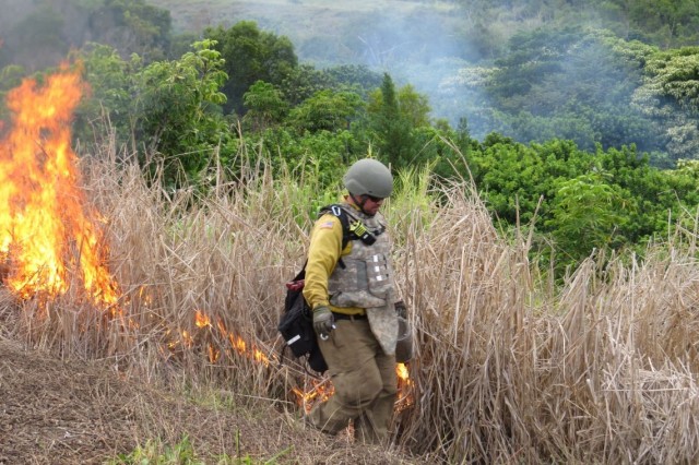 Firefighter igniting invasive Guinea grass during prescribed burn