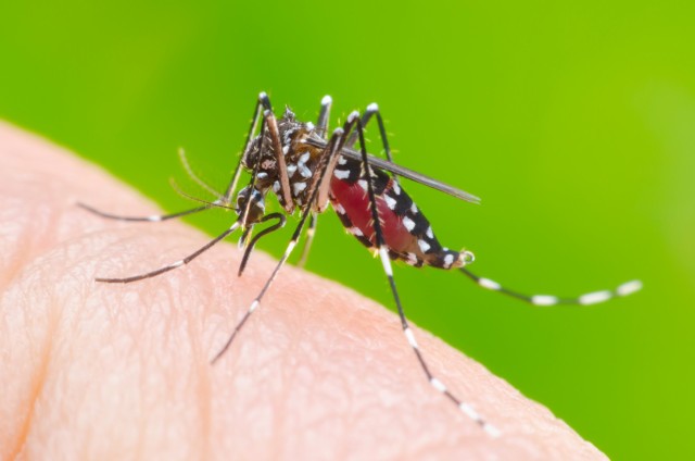 Researchers at the Army’s Institute for Collaborative Biotechnologies and the University of California Santa Barbara use a gene editing tool known as CRISPR-Cas9 to target a specific gene tied to fertility in male mosquitoes.