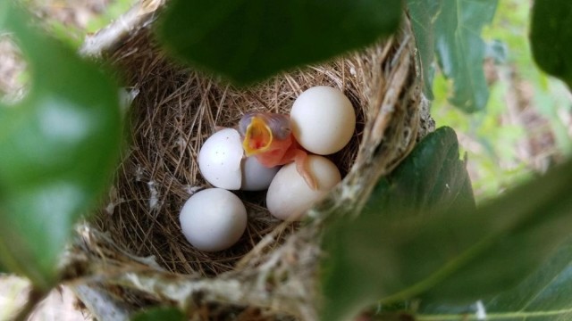 Baby black-capped vireo