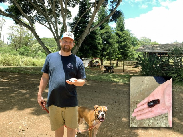 Crazy for coconuts: Natural Resources Program helps keep coconut rhinoceros beetles at bay