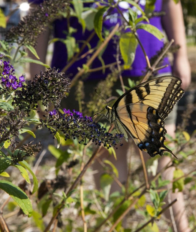 A multicaudata two tailed swallowtail lands on a butterfly plant, Fort Hood, Texas, Sep. 8, 2021. Cameron Houser, a community member and Girl Scout troop leader said that butterflies and bees are important pollinators in the gardens. (U.S. Army photo by Sgt. Melissa N. Lessard)
