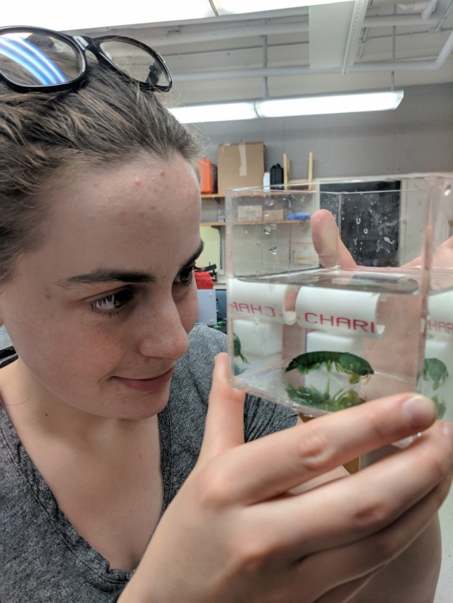 SEAS graduate student Emma Steinhardt studies how the mantis shrimp generates extremely high acceleration in these short duration movements 