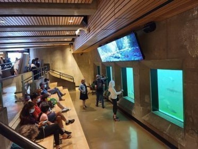 SEATTLE - Members of the public tour the newly renovated fish ladder viewing room, Aug. 16, 2021, after Col. Alexander 'Xander' Bullock, district commander of the U.S. Army Corps of Engineers, held a ribbon cutting ceremony to formally re-open the facility. Two non-profit organizations, The Corps Foundation and Discover Your Northwest, pooled resources and raised around $1.2 million – the largest challenge partnership donation in USACE’s history – toward the renovation project. (Photo credit: Nicole Celestine)