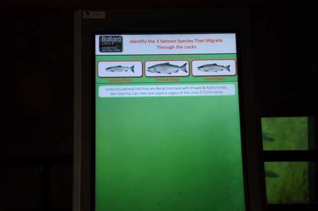 SEATTLE - One of the newly installed interactive touchscreen monitors available for public use in the renovated fish ladder viewing room that was officially opened to the public at the Lake Washington Ship Canal and Hiram M. Chittenden Locks, Aug. 16, 2021. USACE, Seattle District collaborated with The Corps Foundation and Discover Your Northwest to renovate the facility, which had not been updated in about 50 years. (Photo credit: Nicole Celestine)