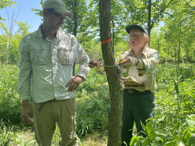U.S. Forest Service staff, Charlie Flower and Linda Haugen, measure the diameter of a tree near River Falls, Wisconsin, June 8.
