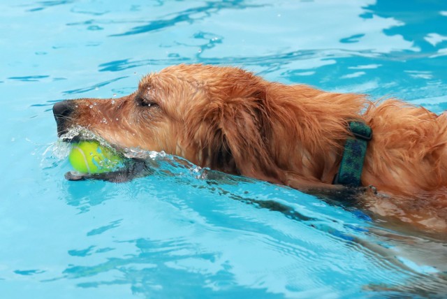 ‘Doggie Dip Day’ event lets Camp Zama, SHA canines enjoy day at outdoor pool