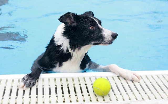 ‘Doggie Dip Day’ event lets Camp Zama, SHA canines enjoy day at outdoor pool