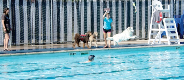 Pool season closes with Dog Splash