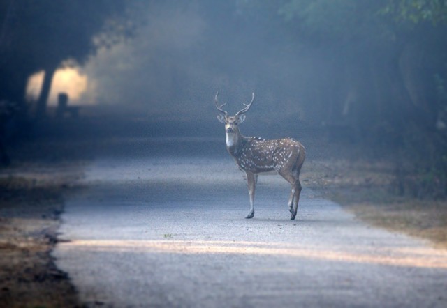 Kentucky Transportation Cabinet issues ‘Antler Alert’