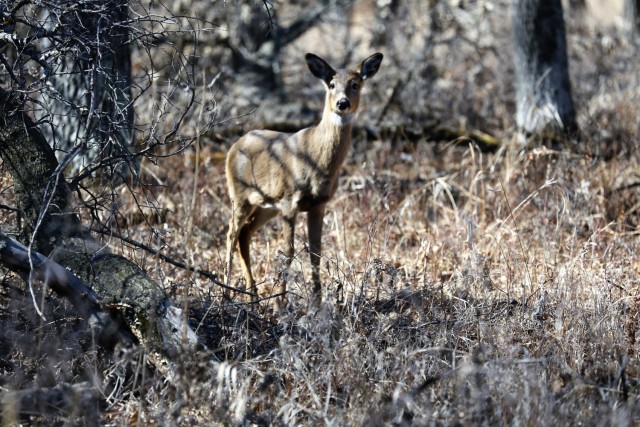 A whitetail deer tries to blend in with the landscape at an area near Range 26 on March 22, 2018, at Fort McCoy, Wis. Deer are one of the many species of wildlife around the installation. Wildlife management at Fort McCoy is completed and coordinated by the Directorate of Public Works Environmental Division Natural Resources Branch. (U.S. Army Photo by Scott T. Sturkol, Public Affairs Office, Fort McCoy, Wis.)