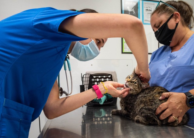 Dr. Rachel Hallman, left, doctor of veterinary medicine at the Fort Leonard Wood Veterinary Treatment Facility, performs a wellness exam for a cat with assistance from Pamela Hatch. The Fort Leonard Wood Veterinary Treatment Facility provides care to pets of active-duty service members and retirees. Call 573.596.0094 to schedule an appointment.