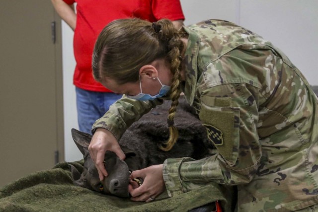 Spc. Kimberly Robinette, 356th Broadcast Operations Detachment public affairs mass communications specialist, works with “Diesel,” an animatronic canine used to expose Soldiers to canine medical care during Combat Support Training Exercise...