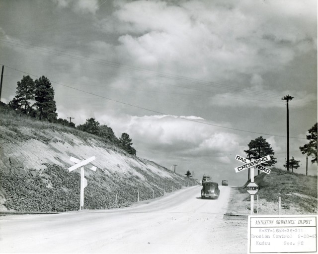 In 1943, kudzu was planted along the hillside of Roosevelt Drive at Anniston Ordnance Depot.  This work was completed as a form of erosion control. 