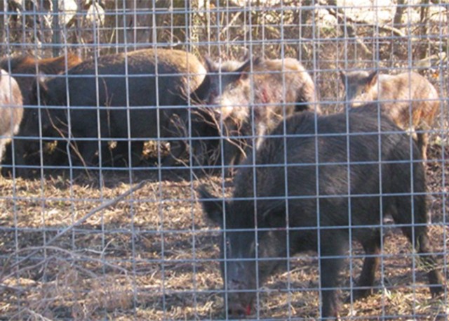 Feral hogs are trapped and removed from Fort Leonard Wood as part of a multi-agency effort called the Missouri Feral Hog Elimination Partnership. This summer, Fort Leonard Wood surpassed the milestone mark of 2,000 feral hogs removed on post....