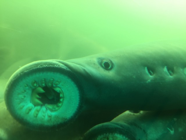 A Pacific lamprey clings to a fish viewing window at Bonneville Lock & Dam. Engineers didn’t design the fish ladders, which successfully move salmon upstream of the lower Columbia River dams (Bonneville, The Dalles and John Day) with lamprey in...