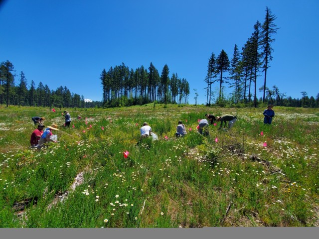 New invasive grass makes its way to JBLM 