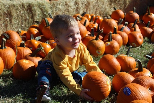 Pumpkin Patch