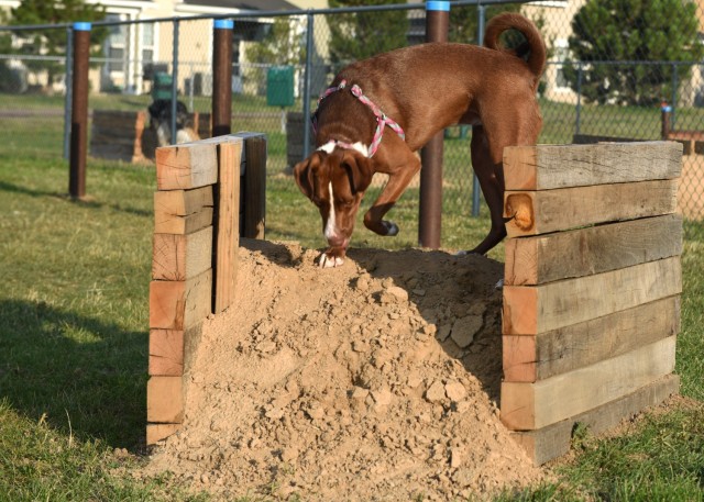 Remi, checks out the new obstacles at the dog park on Buckley Air Force Base, Colo., Aug. 4, 2020. New ramps, hurdles, tunnels and poles to weave through were installed by a local Eagle Scout as part of a community project. (U.S. Air Force photo...