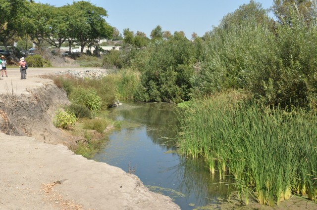 The Corps challenge of restoring the Aliso Creek riparian zone was tempered by its proximity to a century of urbban development. After removing tons of invasive grasses and plants, the zone is now a flourishin wildlife habitat.