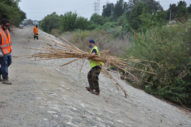 A worker carries a bundle of Arundo donax, an invasive giant reed that can grow a foot or more daily. Arundo was used in the encampments as a construction material for makeshift fencing and huts. A total of 575 tons of debris were removed during...