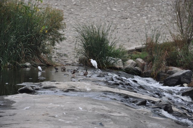 Birds and other wildlife depend on the San Gabriel River and San Jose Creek for nesting. These feathered friends stand on a cement fall in a section of the river between levees. The U.S. Army Corps of Engineers Los Angeles District cleared about...
