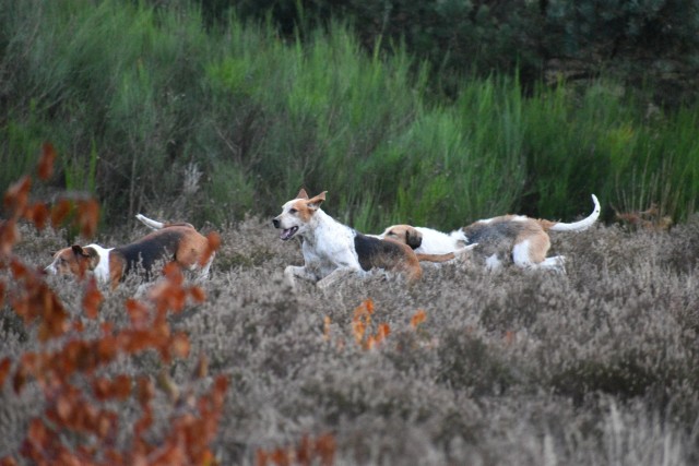 Hounds bound through the grass alongside the Army Prepositioned Stock (APS-2) Site Zutendaal Oct. 31, 2021 near the Belgian Limburg town. (U.S. Army photo by Bryan Gatchell, USAG Benelux Public Affairs)