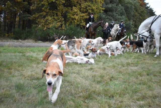 English hunting hounds enjoy a brief repose following a chase alongside the airstrip at Army Prepositioned Stock (APS-2) Site Zutendaal Oct. 31, 2021 near the towns of Wiemesmeer and Zutendaal, Belgium. (U.S. Army photo by Bryan Gatchell, USAG...