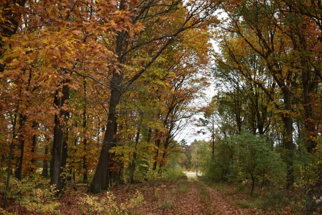 Autumn colors highlight the quiet forest landscape at Army Prepositioned Stock (APS-2) Site Zutendaal Oct. 31, 2021, in the hour before the slipjacht or (Dutch for "drag hunt") took place from the Belgian Limburg town of Wiemesmeer. During a...